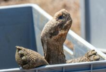 Histórico: Tortugas gigantes regresan a isla de Galápagos tras 180 años de ausencia
