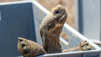 Histórico: Tortugas gigantes regresan a isla de Galápagos tras 180 años de ausencia