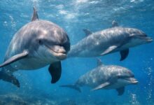 Residuos de computadoras y TV alteran el ADN de delfines en el Mar de China