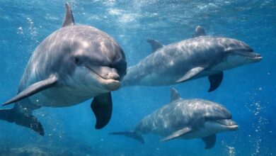 Residuos de computadoras y TV alteran el ADN de delfines en el Mar de China