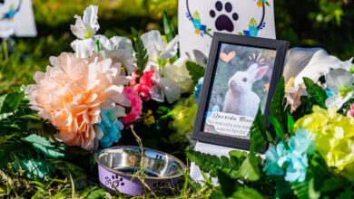 Mascotas podrán ser enterradas junto a sus dueños en una ciudad de Brasil