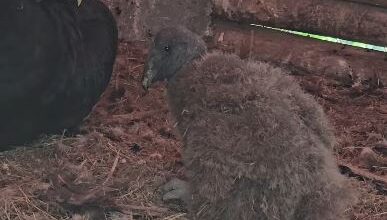 Nace el primer cóndor en cautiverio en Mérida tras 22 años