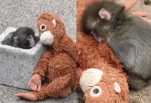 Abrazo de Vida: El macaco Punch y su peluche de orangután conmueven al mundo entero