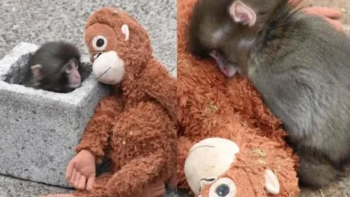 Abrazo de Vida: El macaco Punch y su peluche de orangután conmueven al mundo entero