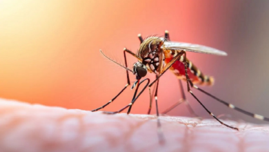 Fiebre amarilla: Conoce los síntomas que indican una emergencia médica