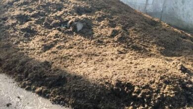 Reportan insalubridad en el Matadero Municipal de Maturín