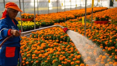 Sheinbaum promulga la reducción de la jornada laboral a 40 horas