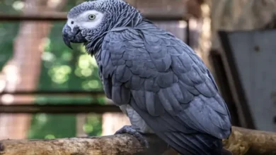 Fallece Einstein, el loro gris africano famoso por su léxico de 200 palabras