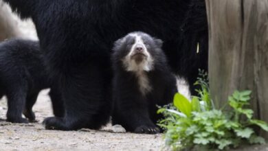 Captan a osa frontino y sus dos crías en video inédito en las montañas de Lara