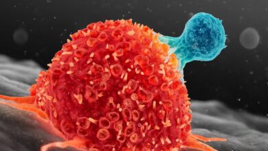 Científicos identifican los mecanismos celulares que impulsan el desarrollo del cáncer