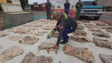 Incautan más de 216 kilos de carne de chigüire y baba