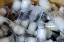 Detienen a un ciudadano chino que intentaba traficar más de 2.000 hormigas reina