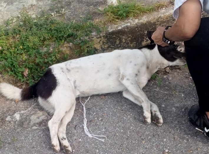 Denuncian ola de envenenamiento de mascotas en Los Guaritos 4 cerca a la plaza Bomba