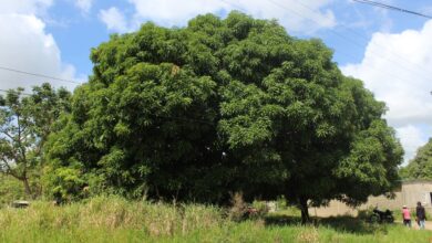 Pide poda de cinco árboles que hacen contacto con las guayas del sector La Orquídea
