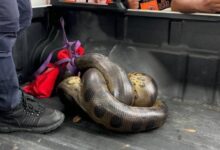 Rescatan una anaconda de seis metros en plena carretera de Barinas