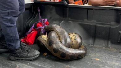 Rescatan una anaconda de seis metros en plena carretera de Barinas
