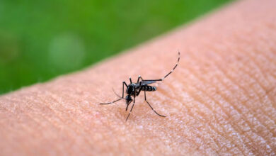 Sudamérica bajo alerta por transmisión sostenida de fiebre amarilla, según la OPS