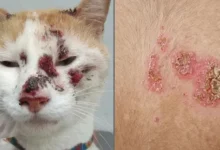 Sudamérica en alerta por expansión de peligroso hongo transmitido por gatos