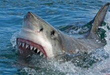 Alerta ambiental: Detectan cocaína y fármacos en tiburones de las Bahamas