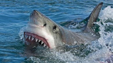 Alerta ambiental: Detectan cocaína y fármacos en tiburones de las Bahamas