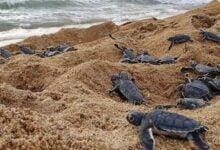 Activan plan de protección para la tortuga Cardón en la víspera de Semana Santa
