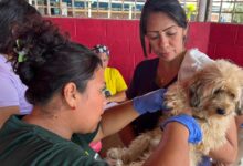 Brindan salud gratuita a 150 animales de compañía en Alto de los Godos