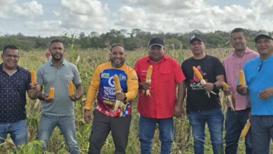 Cedeño consolida su propio banco de semillas de maíz amarillo