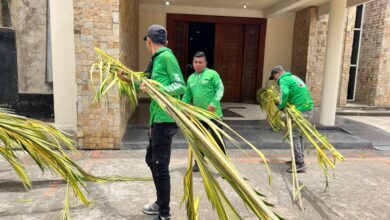Iglesias de Maturín reciben 2 mil 400 palmas para la celebración del Domingo de Ramos