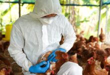 Colombia ejecuta acciones para controlar brote de gripe aviar en Meta