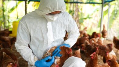 Colombia ejecuta acciones para controlar brote de gripe aviar en Meta