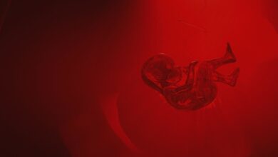 Crean máquina "Madre" capaz de mantener vivo un útero fuera del cuerpo