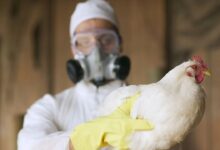 Detectan en Italia el primer caso en Europa de gripe aviar A en humanos