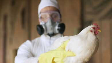 Detectan en Italia el primer caso en Europa de gripe aviar A en humanos
