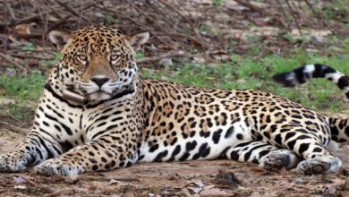 Comunidad sacrifica ejemplares de tigre mariposa por presunta amenaza en Amazonas
