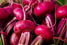 ¿Por qué la remolacha es el mejor aliado para tu corazón? Conoce sus beneficios