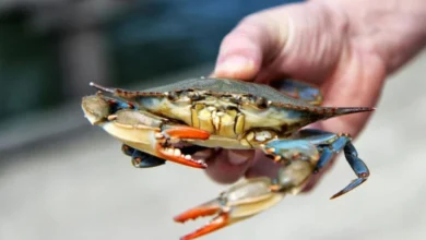 Venezuela logra aval de EE. UU. para exportar productos del mar tras cumplir estándares de la NOAA