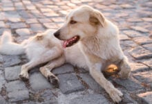 Foto Referencial/ Freepik | Detienen en Güiria a tres jóvenes que se grabaron asesinando a un perro comunitario