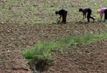 Corea del Norte despliega operativo nacional de riego ante falta de lluvias