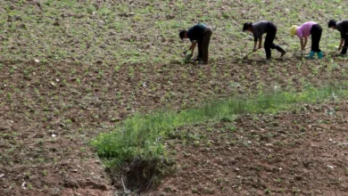 Corea del Norte despliega operativo nacional de riego ante falta de lluvias