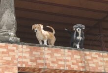 ¡Crueldad animal! Reportan asesinato de animales domésticos en urbanismos de Maturín