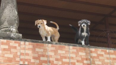 ¡Crueldad animal! Reportan asesinato de animales domésticos en urbanismos de Maturín
