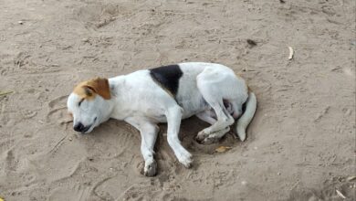 Vecinos de Brisas del Aeropuerto denuncian envenenamiento de animales domésticos