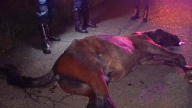 Caballo muere tras ser arrollado por autobús en Barinas