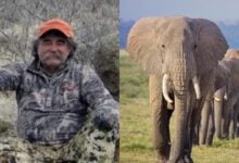 Muere cazador de animales salvajes tras ataque de elefantes