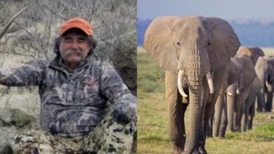 Muere cazador de animales salvajes tras ataque de elefantes