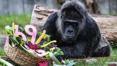 Fatou, la gorila más vieja del mundo, celebra sus 69 años en el Zoológico de Berlín