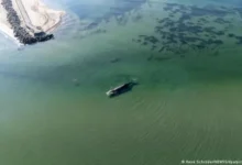 Liberan a Timmy, la ballena jorobada atrapada en el Báltico