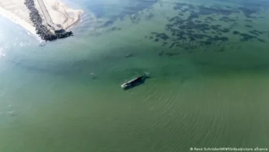 Liberan a Timmy, la ballena jorobada atrapada en el Báltico