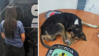 Muere perro rescatado tras ser víctima de maltrato por parte de su dueña