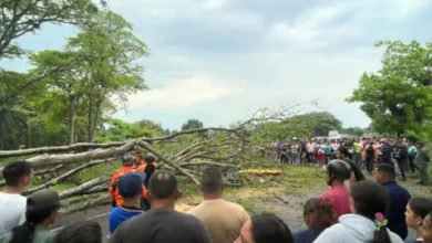 Hombre fallece tras caerle un árbol encima, mientras su sobrina se encuentra herida de gravedad